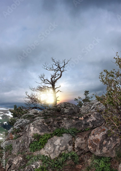 Fototapeta  A lonely tree on the top of a mountain.