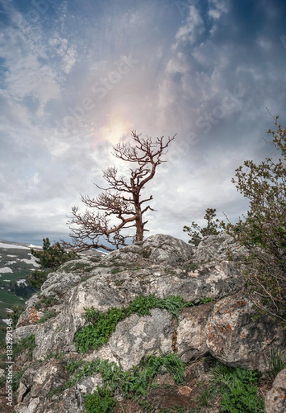 Fototapeta  A lonely tree on the top of a mountain.