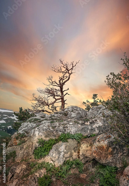 Fototapeta  A lonely tree on the top of a mountain.
