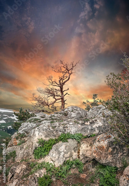 Fototapeta  A lonely tree on the top of a mountain.
