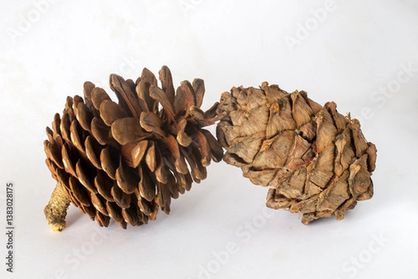 Fototapeta Two Siberian cedar pine cones (one of them open). Isolate on white.