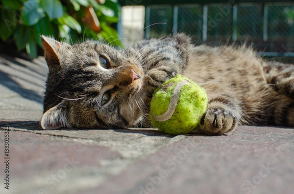 Obraz tabby cat lying on the grass
