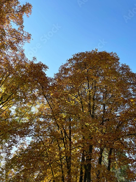 Fototapeta Tall lush trees with yellow, orange and brown leaves against a cloudless blue sky, close-up, view from below. Sunny day. Autumn season.