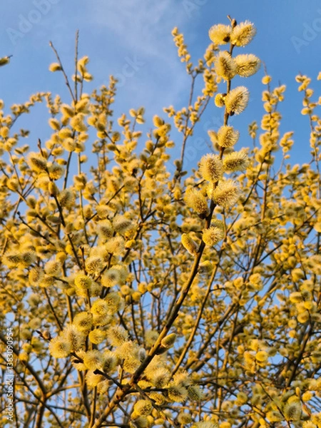 Fototapeta Willow yellow blossom branches on bright blue sky background in spring , selective focus