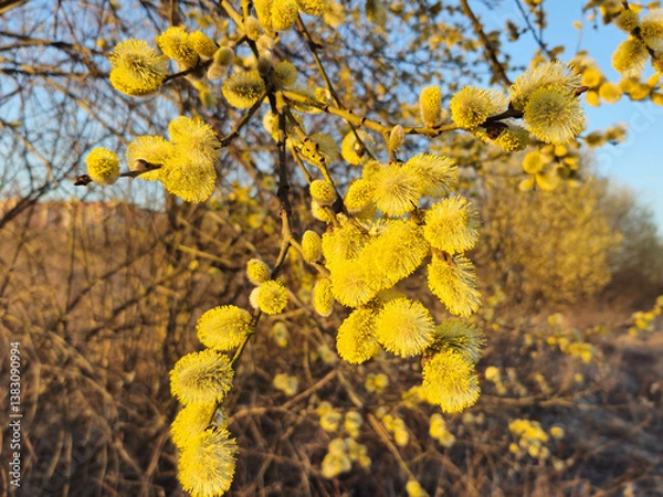 Fototapeta Willow yellow blossom branches on bright blue sky background in spring , selective focus