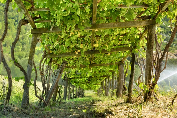 Obraz grape arbor