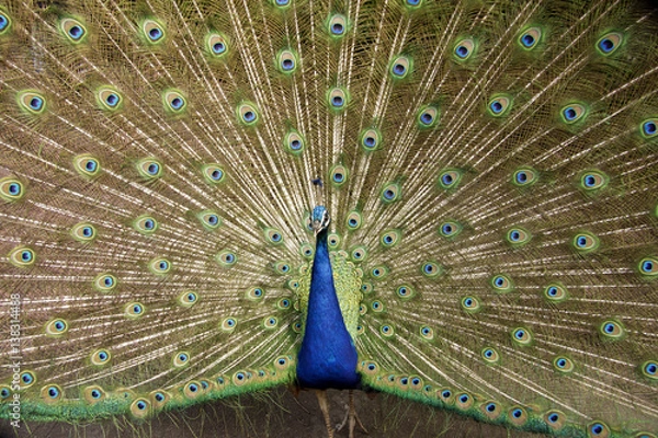 Obraz Beautiful Peacock