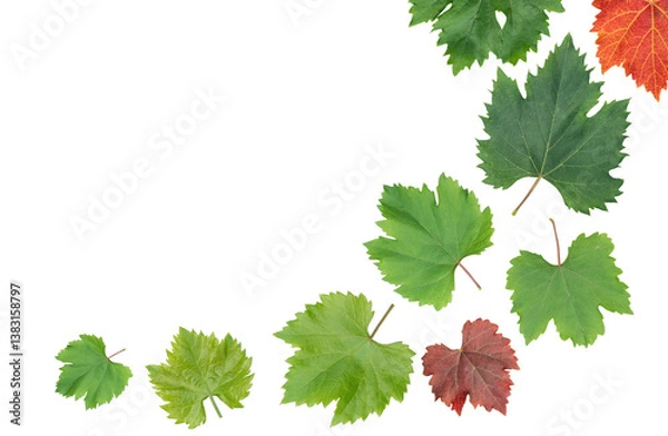 Obraz Fresh Green Grape Leaf on transparent background.