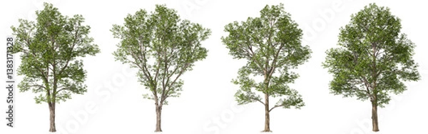 Obraz Cutout forestry trees botanical set on transparent backgrounds 3d render png