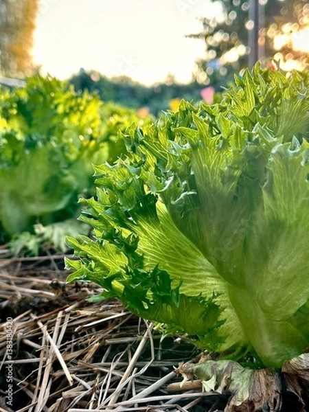 Obraz Close up of the green cabbage is growing up in the soil under the blue sky and bright sunrise in the morning. Banner background of garden agriculture concept.