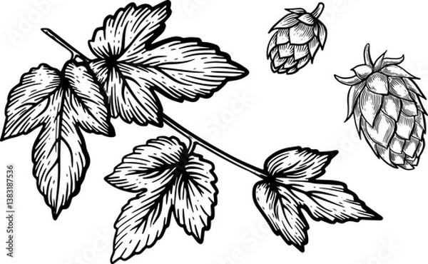 Fototapeta Hop Branch with Cones Illustration in Black and White