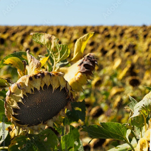 Fototapeta A close-up of a wilted ripe sunflower in a field of sunflowers, showing rich yellows and greens. The vibrant colors contrast against a clear sky, capturing the essence of a sunny day