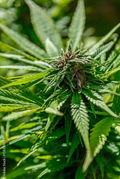 Obraz Cannabis flowers