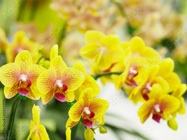 Fototapeta Closeup cluster of yellow orchids with blurred background