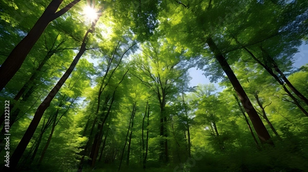 Fototapeta A Lush Green Forest With Tall Trees