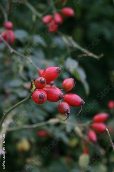 Obraz Rosa canina