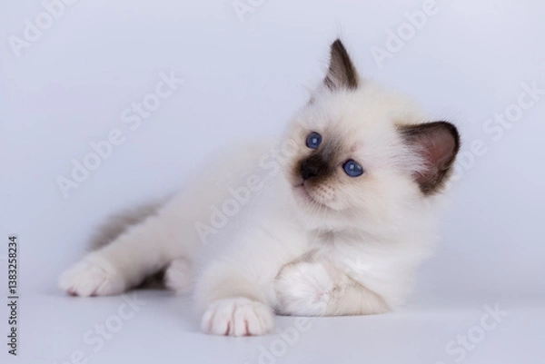 Obraz Sacred Birman Cat, birma kitten on a white background