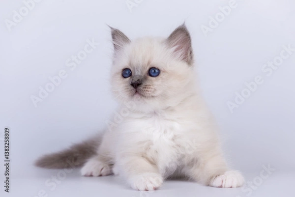 Fototapeta Sacred Birman Cat, birma kitten on a white background