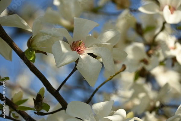 Obraz white magnolia flower