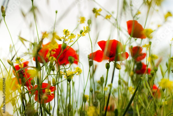 Obraz Red poppy surrounded by yellow flowers