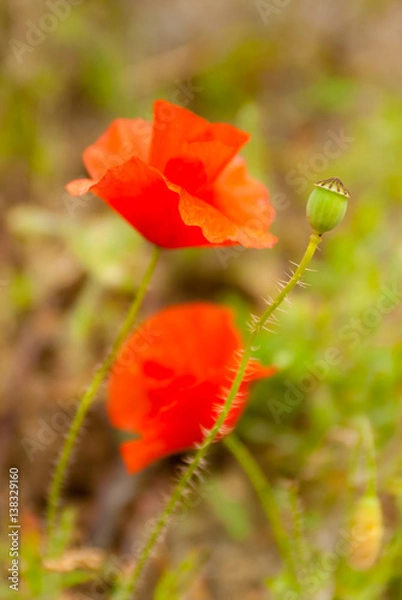 Obraz Red poppy surrounded by yellow flowers