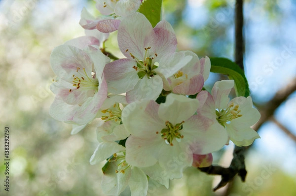 Fototapeta Lovely pink and white apple blossoms captured in the clear sunlight, showcasing the beauty of nature during springtime. Ideal image for themes of renewal, growth, and tranquility.
