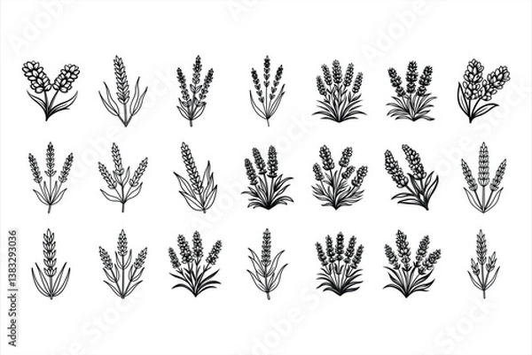 Fototapeta Lavender svg