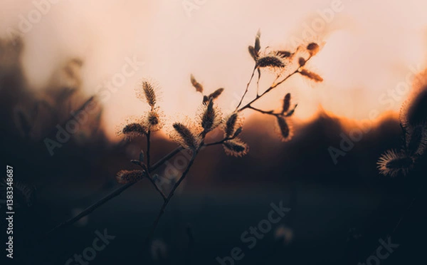 Fototapeta The beautiful willow flowers are illuminated by the setting sun's light on a late spring evening. The twilight and nature.