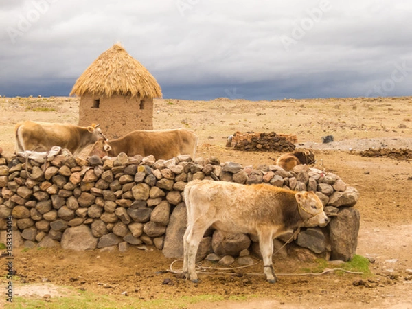 Obraz Cows and stormy weather on the horizon