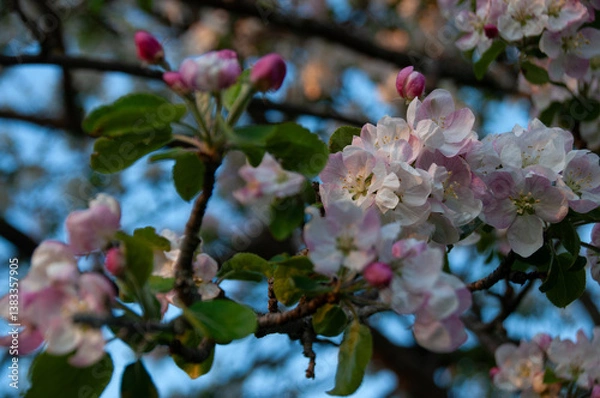 Fototapeta Lovely pink and white apple blossoms captured in shallow focus at sunset. Showcasing the beauty of nature during spring and ideal for themes of renewal, growth, and tranquility.