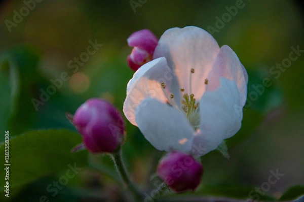 Fototapeta Lovely pink and white apple blossoms captured in shallow focus at sunset. Showcasing the beauty of nature during spring and ideal for themes of renewal, growth, and tranquility.