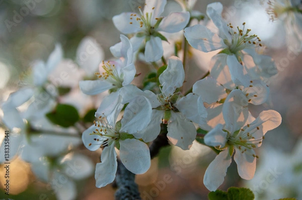 Fototapeta Lovely pink and white apple blossoms captured in shallow focus at sunset. Showcasing the beauty of nature during spring and ideal for themes of renewal, growth, and tranquility.