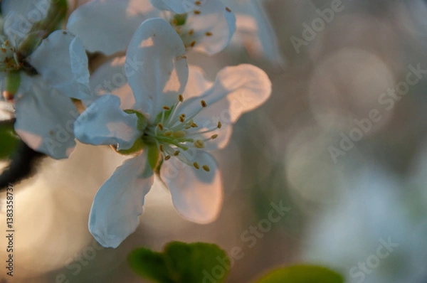 Fototapeta Lovely pink and white apple blossoms captured in shallow focus at sunset. Showcasing the beauty of nature during spring and ideal for themes of renewal, growth, and tranquility.
