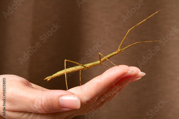 Obraz A stick insect is sitting on the palm of owner