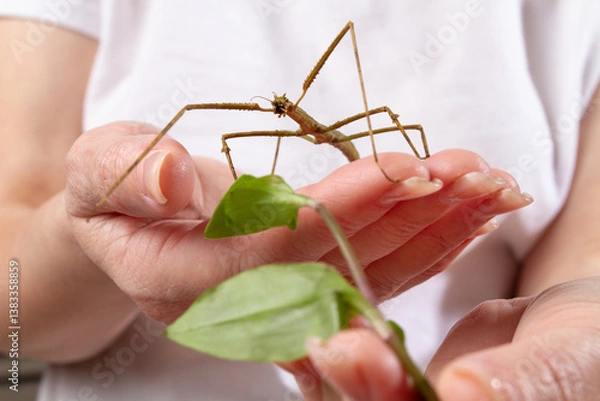 Obraz The owner holds in his hands his pet stick insect and a sprig of tradescantium