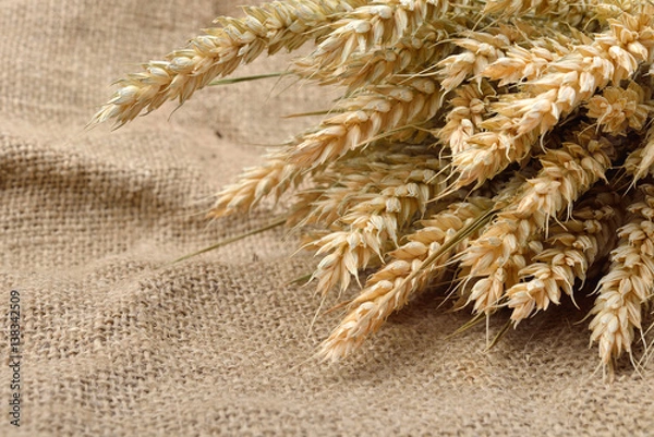 Obraz Ears of wheat over burlap background with copy space. Canvas background. Rural scene