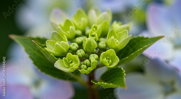 Fototapeta Close Up of Budding Hydrangea Flower Unveiling Spring Beauty and Freshness