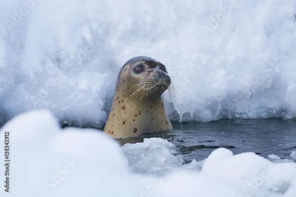 Obraz 氷から顔を出したゴマフアザラシ
