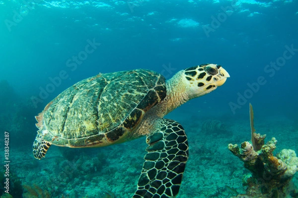 Obraz HawksBill Turtle In Florida Keys