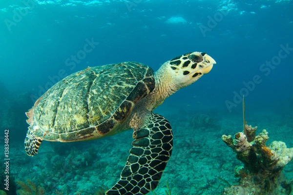 Obraz Hawksbill Turtle