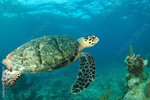 Fototapeta HawksBill Turtle In Florida Keys