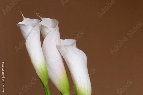 Obraz Calla lily flowers close up