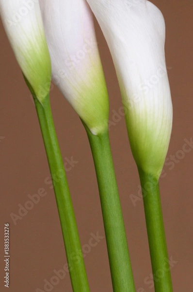 Obraz Calla lily flowers close up