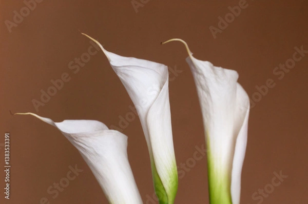 Obraz Calla lily flowers closeup
