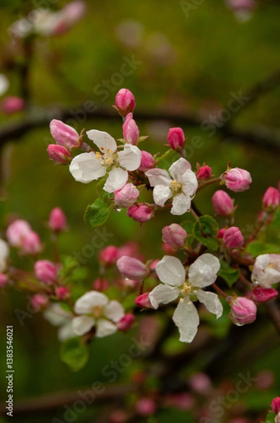 Fototapeta Lovely white apple blossoms and pink buds captured in shallow focus during a wet spring day. Showcasing the beauty of nature with a fresh green background, symbolizing rebirth and natural beauty.