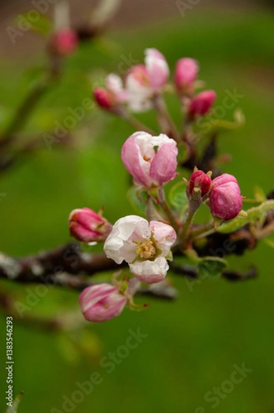 Fototapeta Lovely white apple blossoms and pink buds captured in shallow focus during a wet spring day. Showcasing the beauty of nature with a fresh green background, symbolizing rebirth and natural beauty.