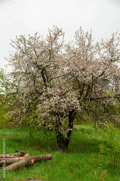 Fototapeta Stacked logs of freshly cut trees rest amid a lush orchard with blooming flowers from Apple Trees. Capturing the essence of nature's beauty and the tranquility during a wet spring day.