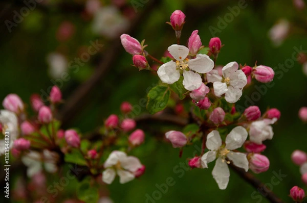 Fototapeta Lovely white apple blossoms and pink buds captured in shallow focus during a wet spring day. Showcasing the beauty of nature with a fresh green background, symbolizing rebirth and natural beauty.