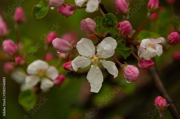 Fototapeta Lovely white apple blossoms and pink buds captured in shallow focus during a wet spring day. Showcasing the beauty of nature with a fresh green background, symbolizing rebirth and natural beauty.