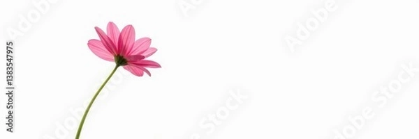 Fototapeta Single stem of a flower isolated in plain white, single stem, blooms